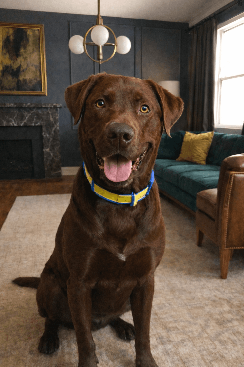 Upload your pet's photo